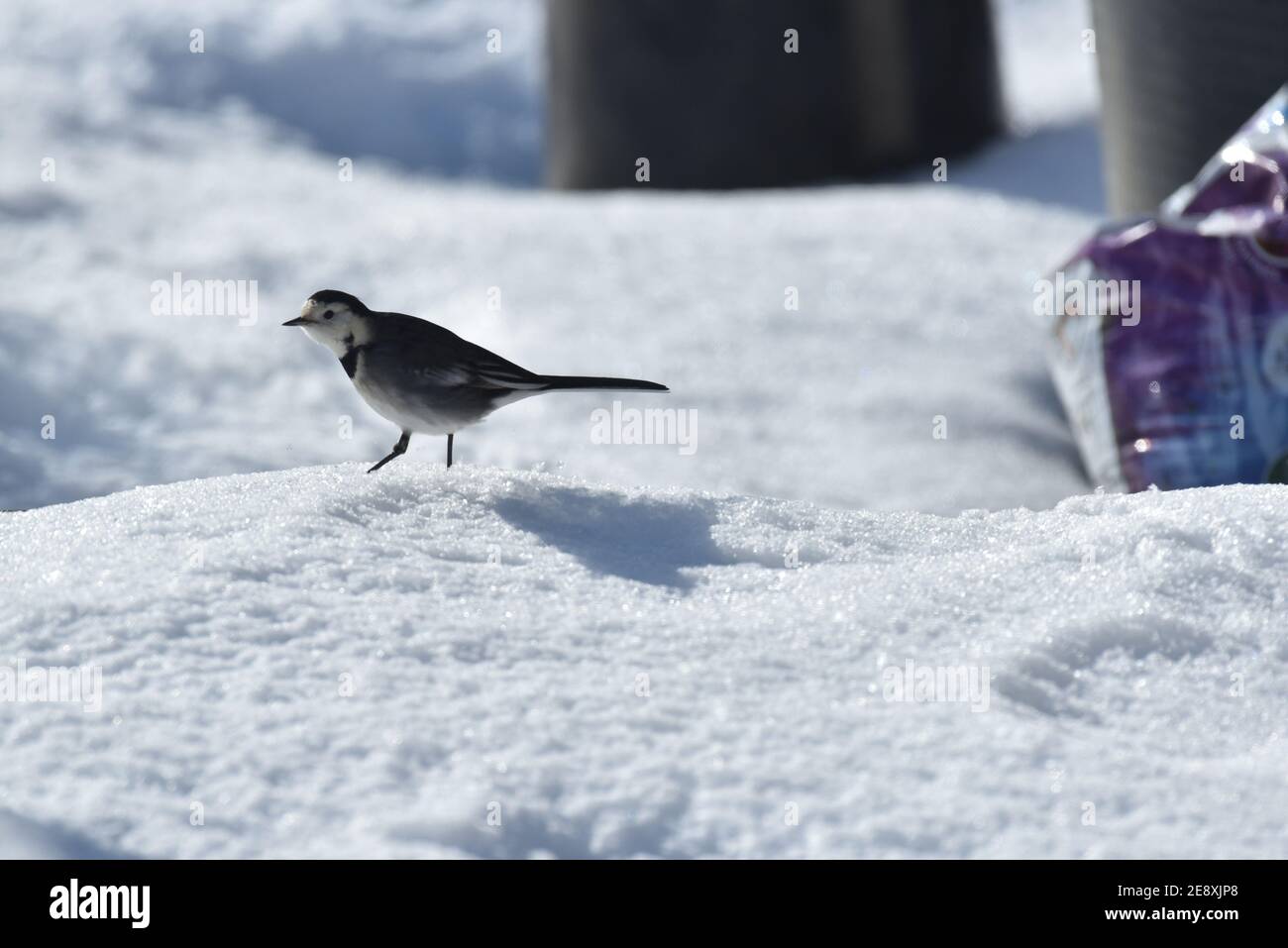 waggail che cammina nella neve Foto Stock