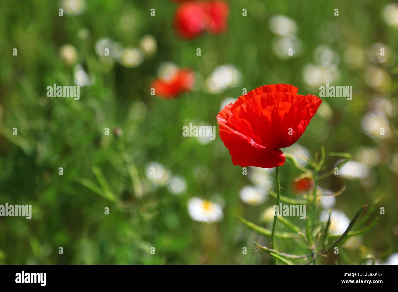 Papavero in fiore nel campo di Wildflowers. Bel campo con papaveri fioriti come simbolo della memoria della guerra e anzac giorno in estate. Campo di papavero di fiori selvatici Foto Stock