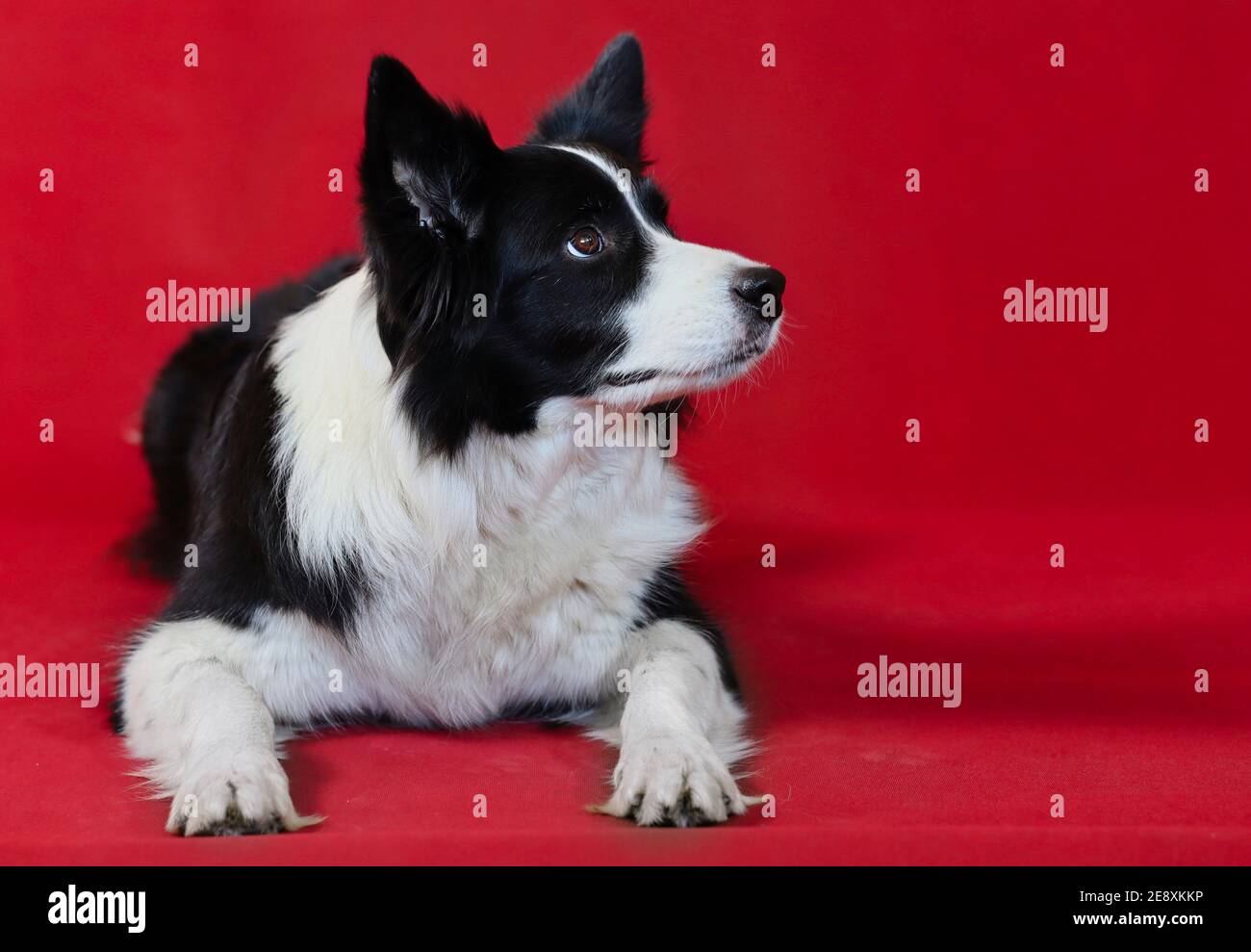 Ling Border Collie isolato su sfondo rosso. Carino cane bianco e nero guarda al lato. Foto Stock