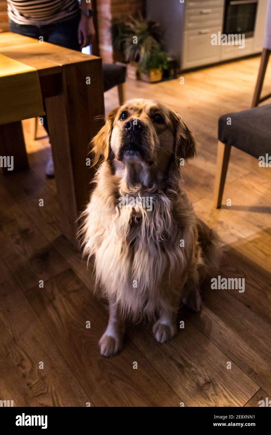 Carino Golden Retriever seduto e guardare in salotto al coperto Foto Stock