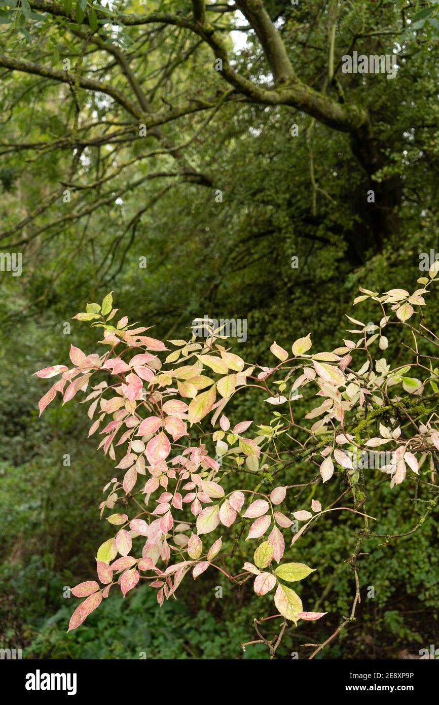 Le foglie di frassino bianco autunnale in primo piano sono di colore pastello con tonalità rosa e limone. Alberi ricoperti di muschio sullo sfondo. Foto Stock