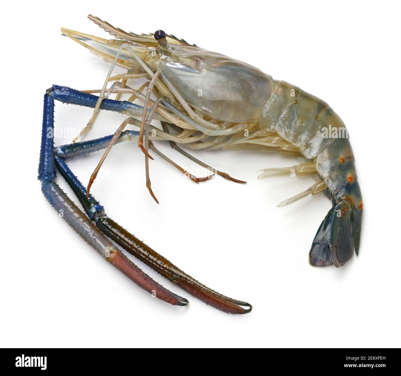 Gamberi giganti di fiume grigliati al carbone, cucina tailandese Ayutthaya Foto Stock