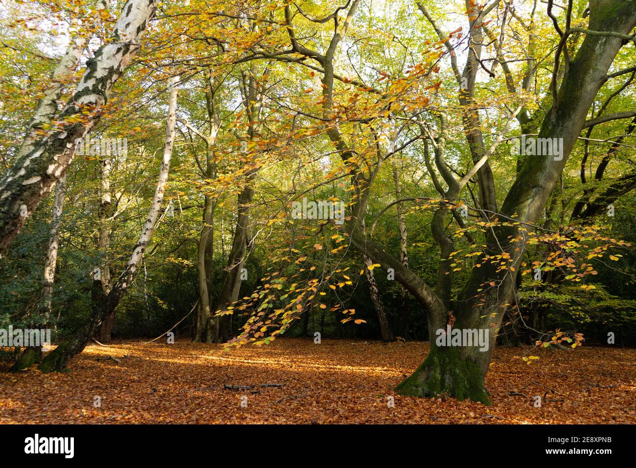 Albero di betulla in autunno con il sole bellissimo rosso dorato e foglie di arance sul pavimento della foresta e scorze l'albero di betulla orizzontale Foto Stock