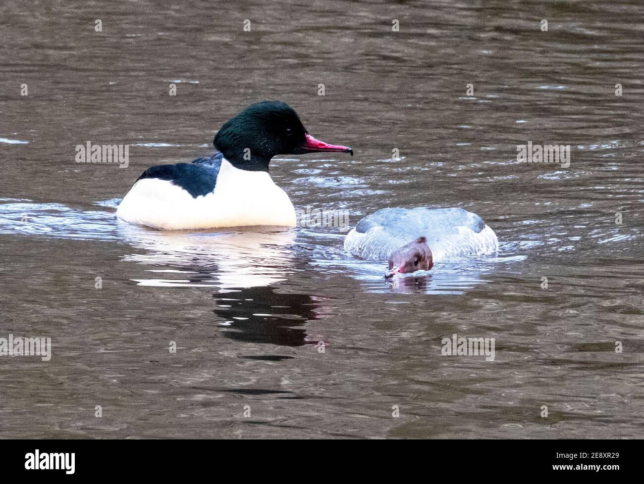 Goosanders maschio e femmina ( Mergus Merganser) nuotando nel fiume Almond, West Lothian, Scozia. Foto Stock