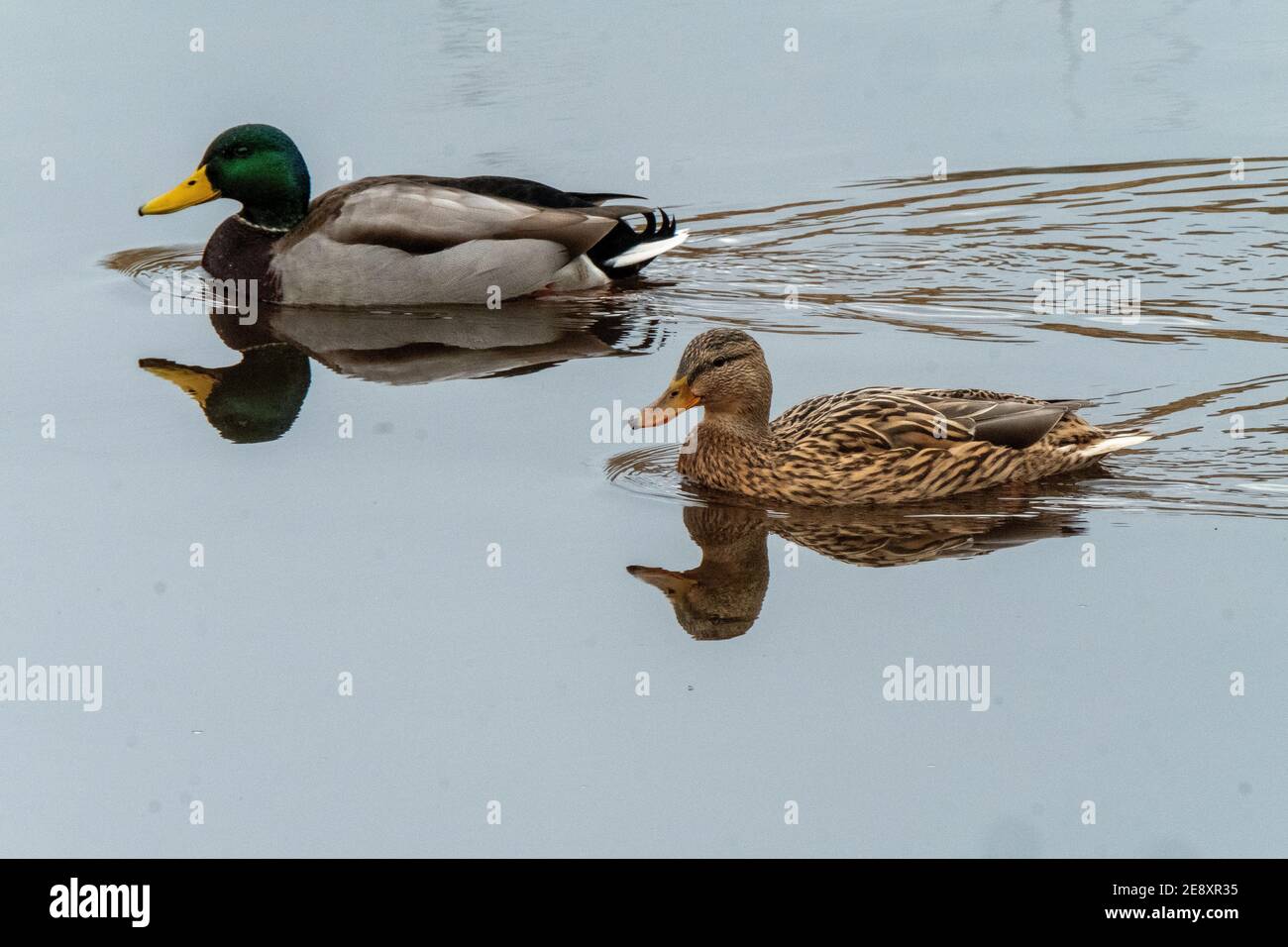 Drake e Hen Mallard Ducks sul fiume Almond, West Lothian, Scozia, Regno Unito. Foto Stock