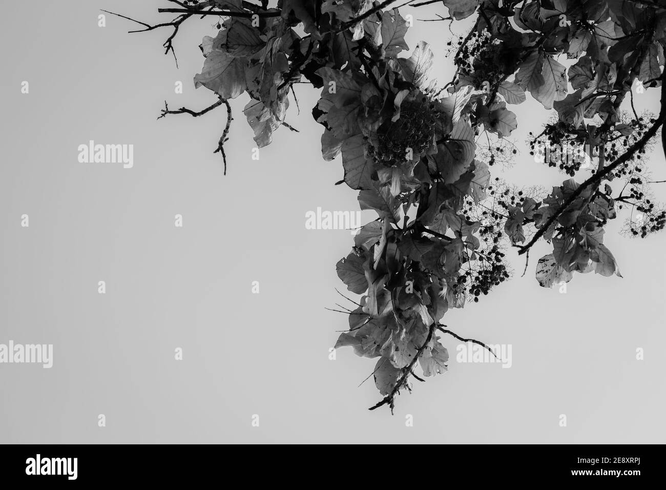 Foglie di un albero con sfondo cielo, Kolar, India. Foto Stock
