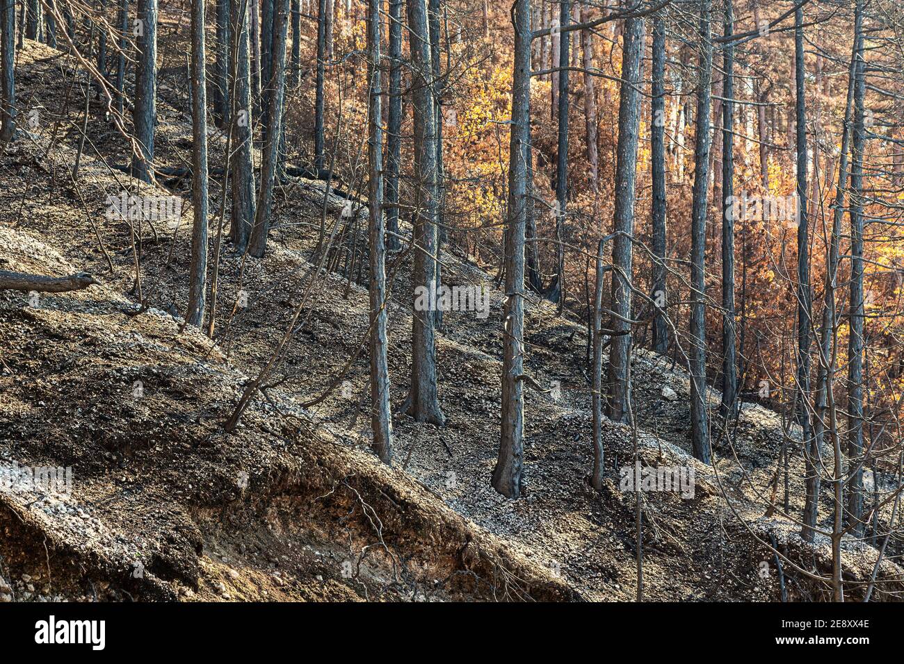 Pineta nera dopo il passaggio di un incendio Foto Stock