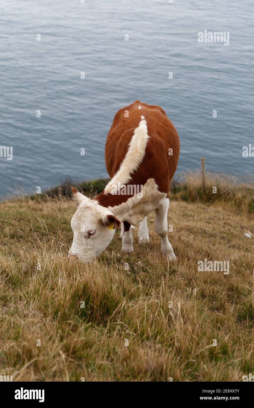 Giovane mucca bruna e bianca che pascolano al largo del percorso costiero guardando verso il mare Foto Stock