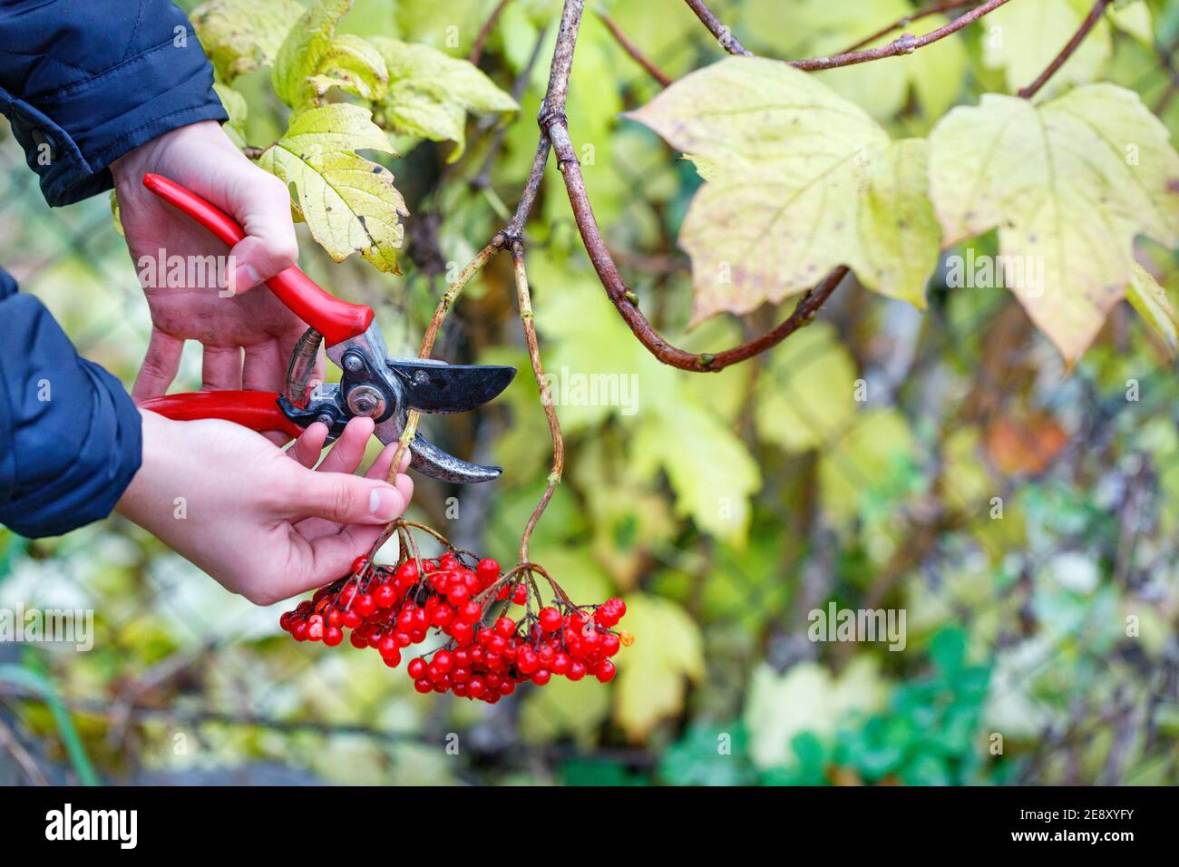 Un contadino taglia grappoli di viburnum rosso maturo con una potatrice da giardino in un giardino d'autunno. Foto Stock Un contadino taglia grappoli di viburnum rosso maturo con una potatrice da giardino in un giardino d'autunno. Foto Stock