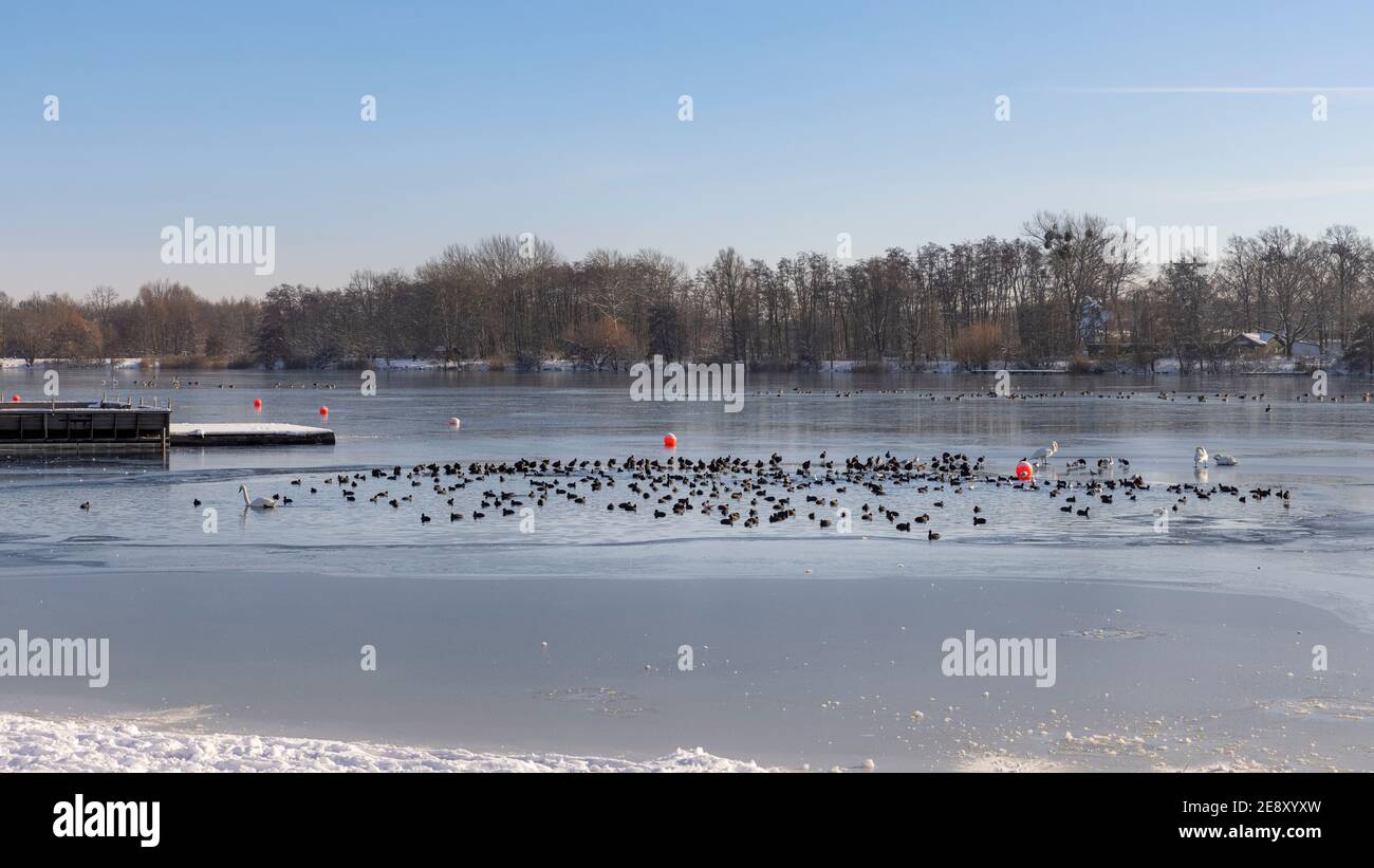 L'inverno nella Germania del Nord ha quasi congelato piccoli laghi. Solo una piccola area di acqua è aperta e gregge di uccelli sta affollando l'area di acqua aperta Foto Stock