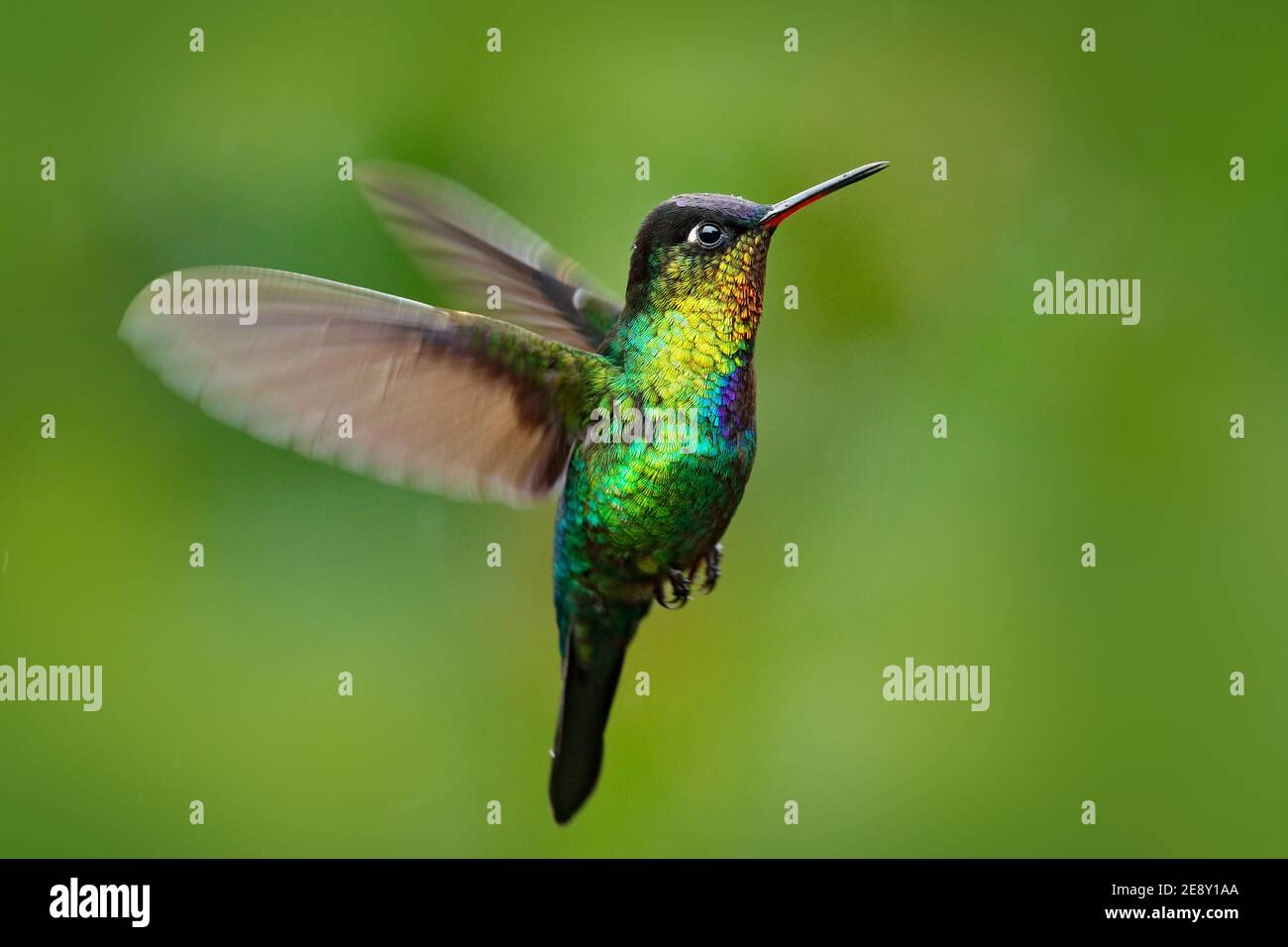 Uccello lucido rosso. Hummingbird dalle tonalità ardenti, Panterpe insignis, uccello colorato seduto sul ramo. Animale luminoso di montagna dal Costa Rica. Foto Stock