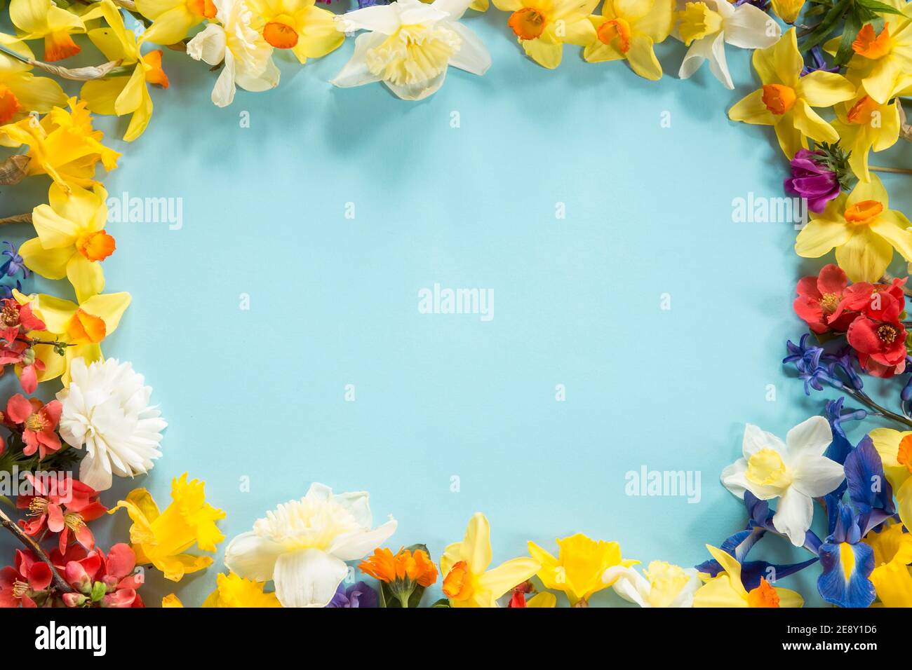Disposizione floreale di primavera su sfondo blu Foto Stock