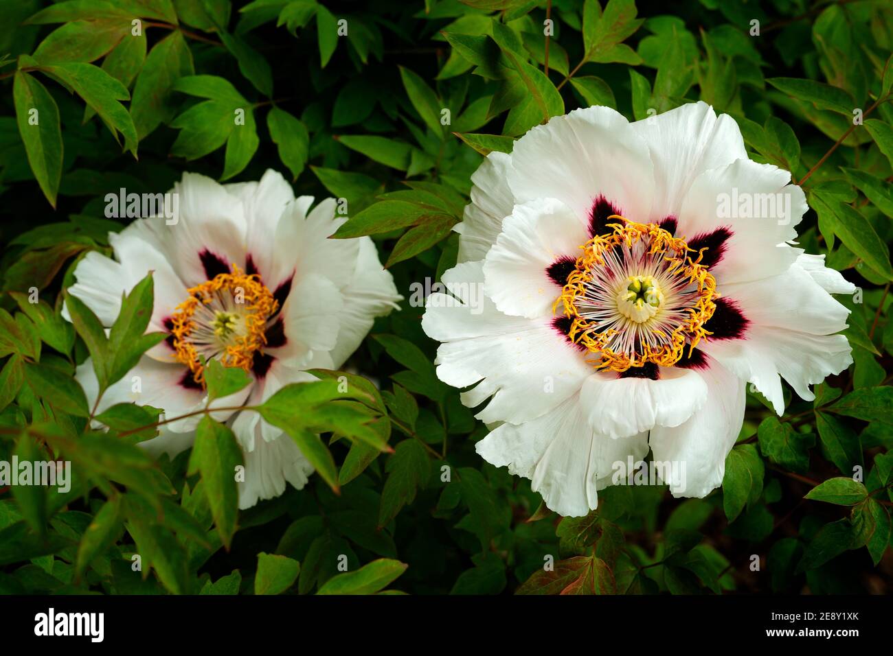Fiore bianco Paeonia japonica, una peonia erbacea (a gambo molle). Bella  fioritura di fiori. Dettaglio della Peonia giapponese Foto stock - Alamy