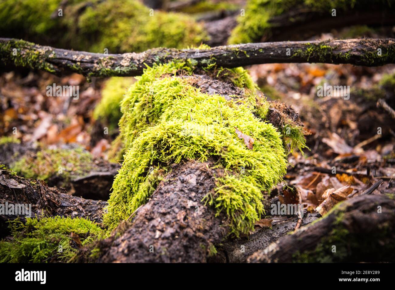 Muschio su un ramo caduto di legno. Foto Stock