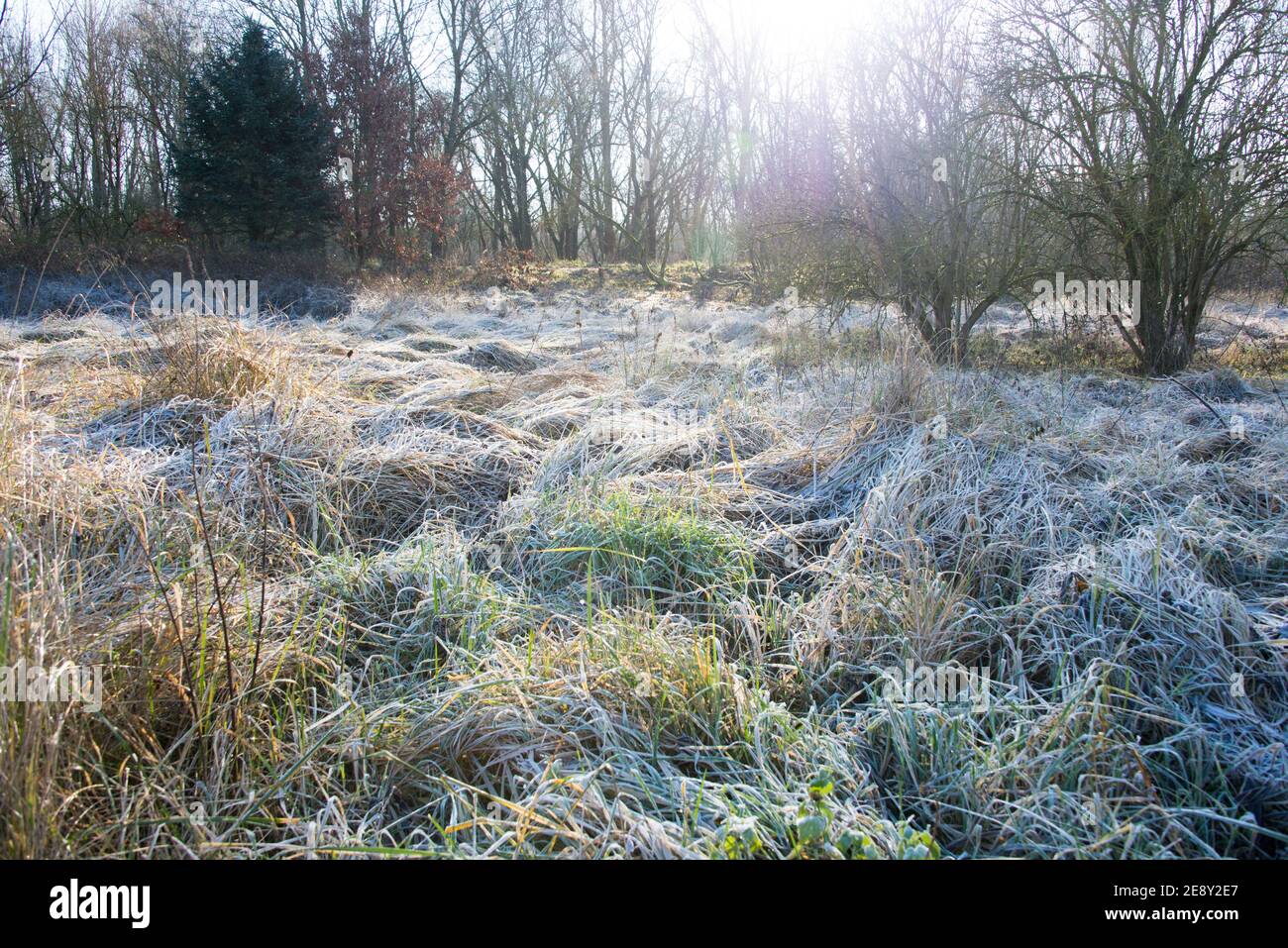 Un hayfield coperto di gelo che luccica nella luce del mattino. Foto Stock