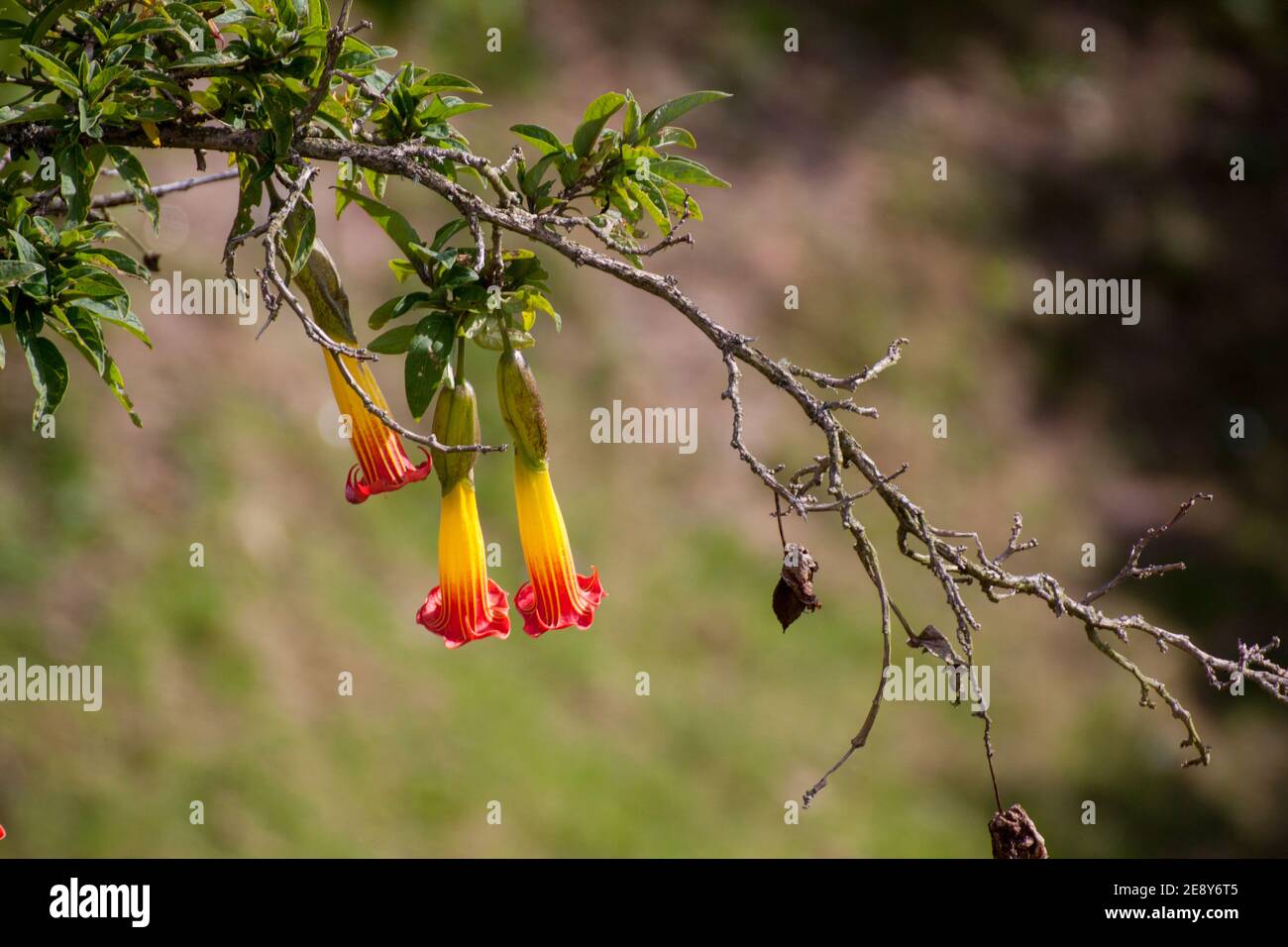 Bogotà, Colombia 16.03.2018. Sulla cima di Monserrate. Flora di Monserrate. Brugmansia sanguinea, la tromba dell'angelo rosso Foto Stock