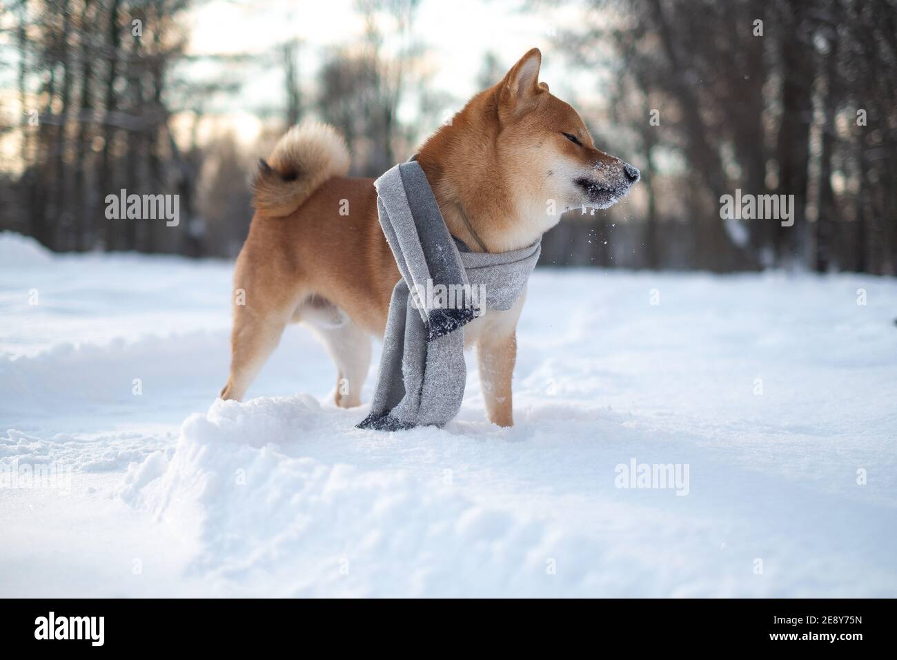 set invernale shiba inu rosso neve Foto Stock