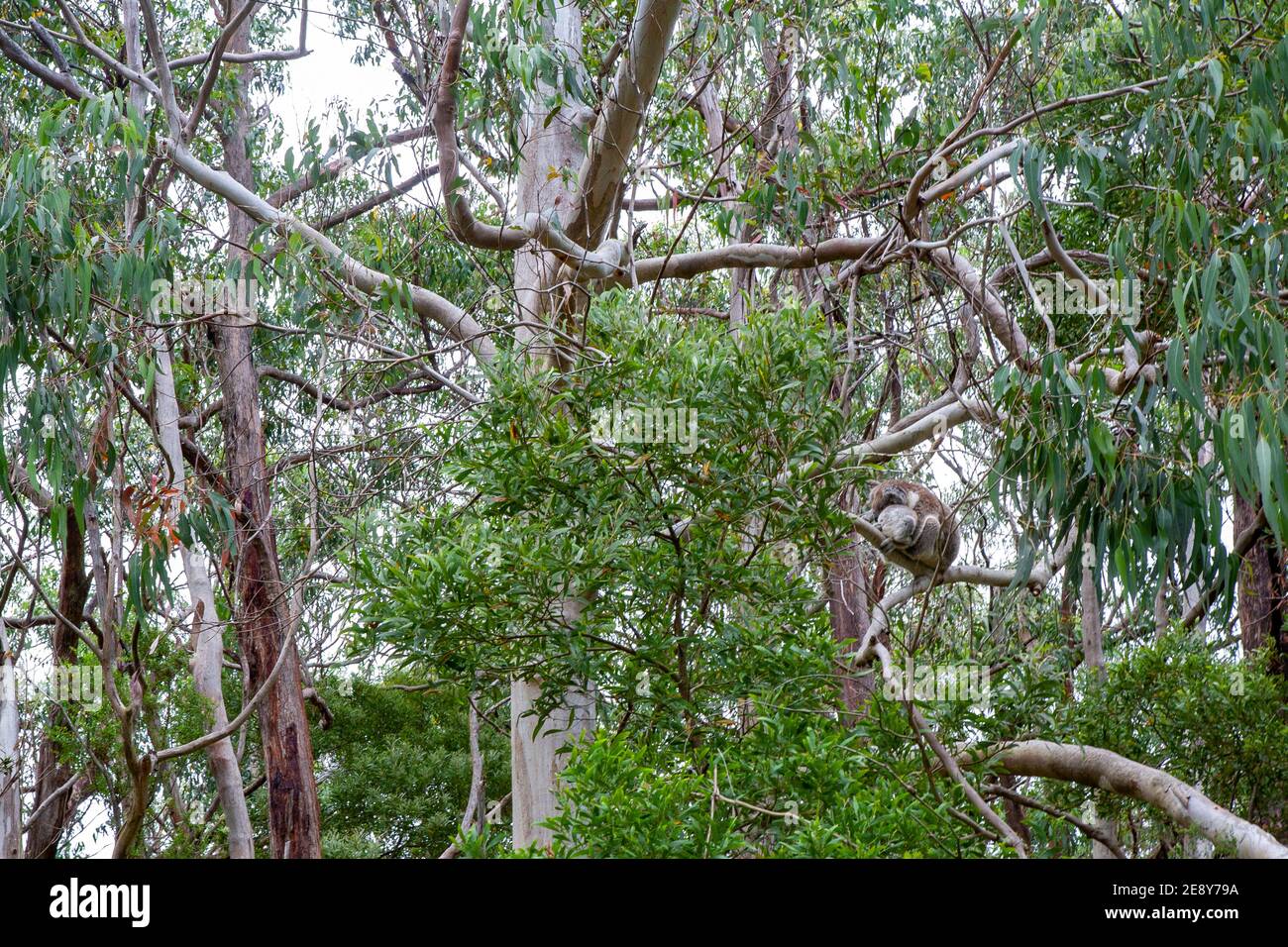 Koala con il bambino in albero, Great Ocean Road, Australia Foto Stock
