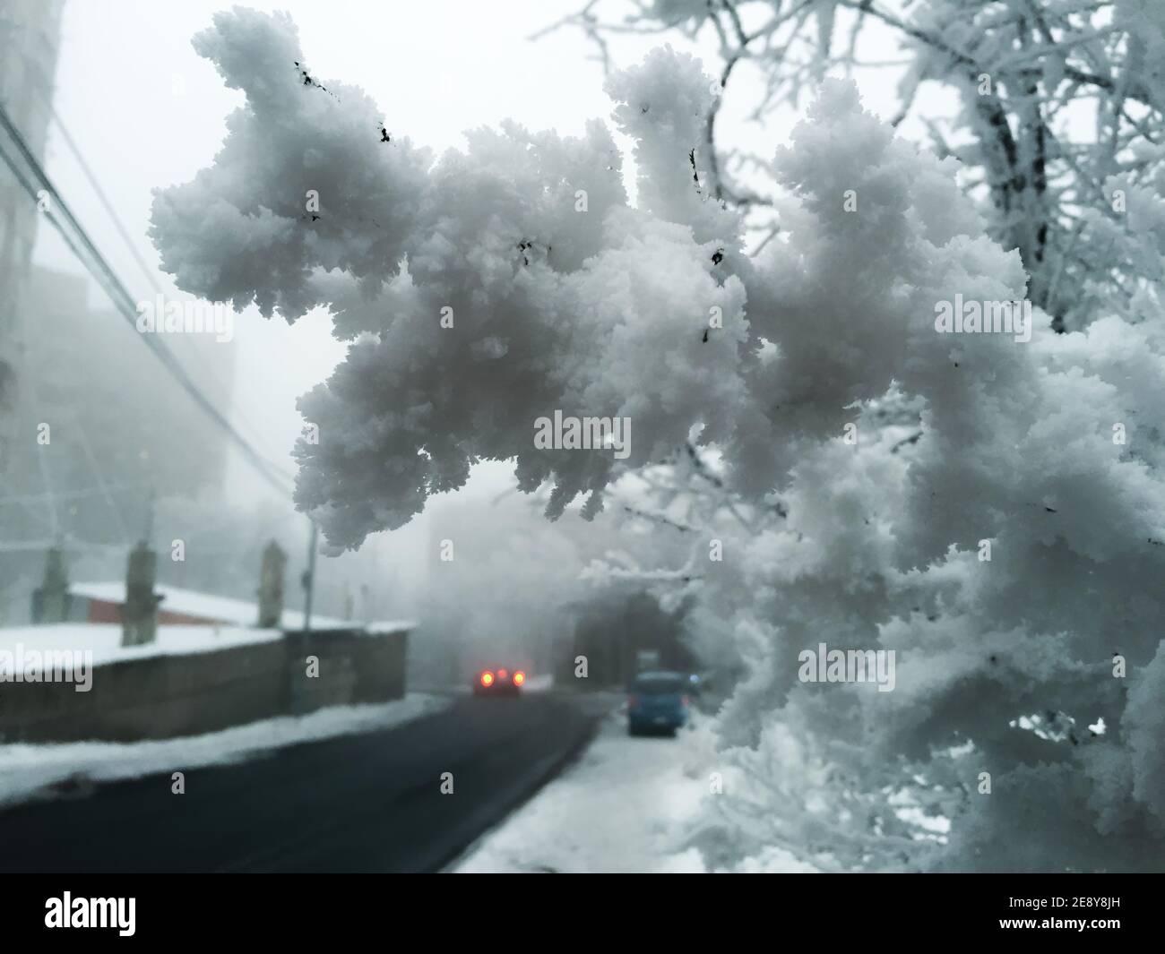 Mattina presto fredda. Il ramo dell'albero è coperto di gelo. Foto Stock