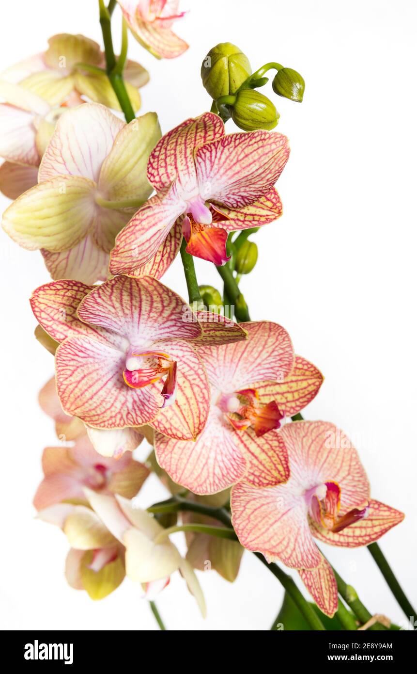 primo piano di orchidea viola bianca rossa su sfondo bianco Foto Stock