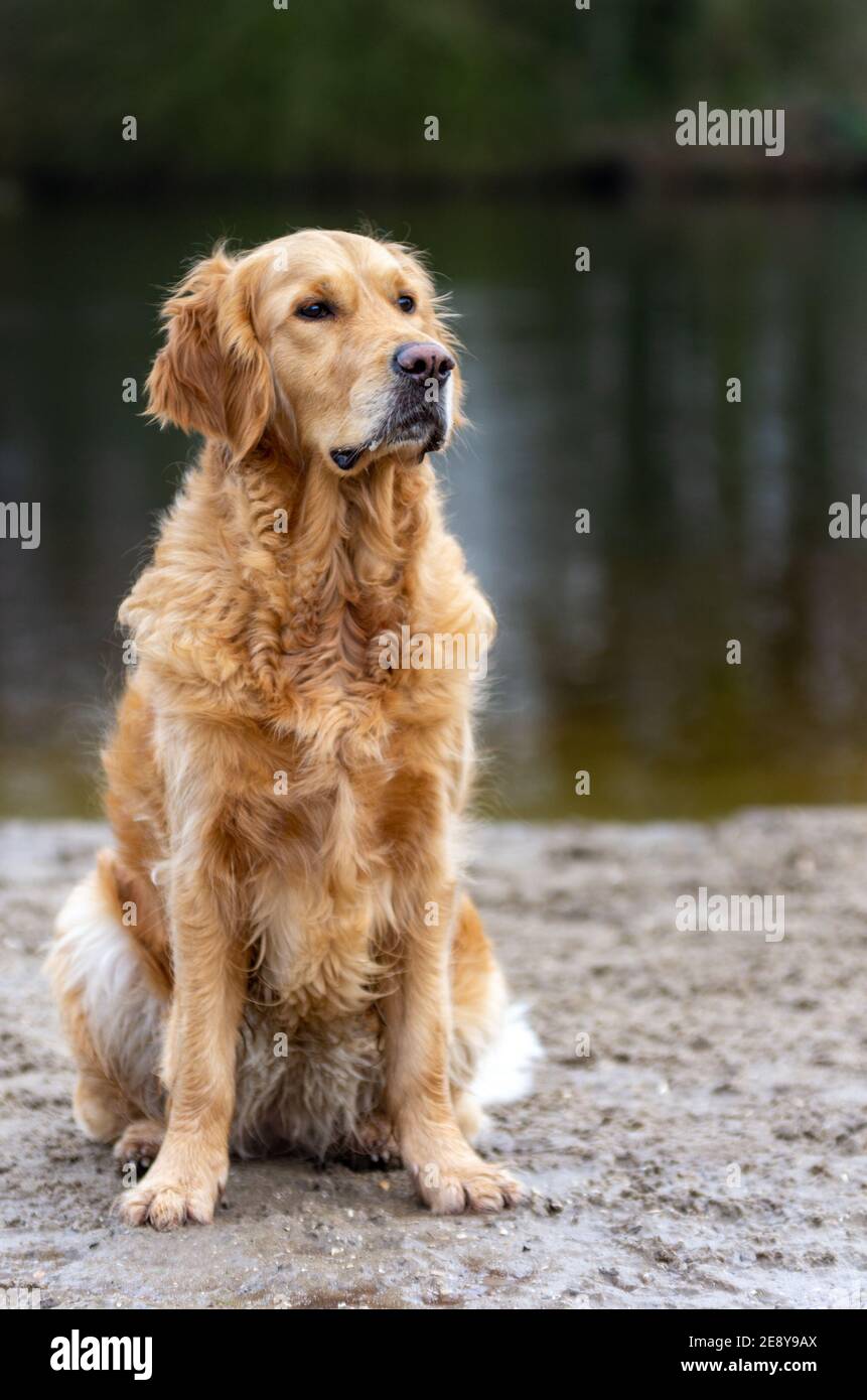 Ritratto di un Golden Retriever seduto su sabbia bagnata con uno stagno sullo sfondo in un ambiente naturale. Copia spazio Foto Stock