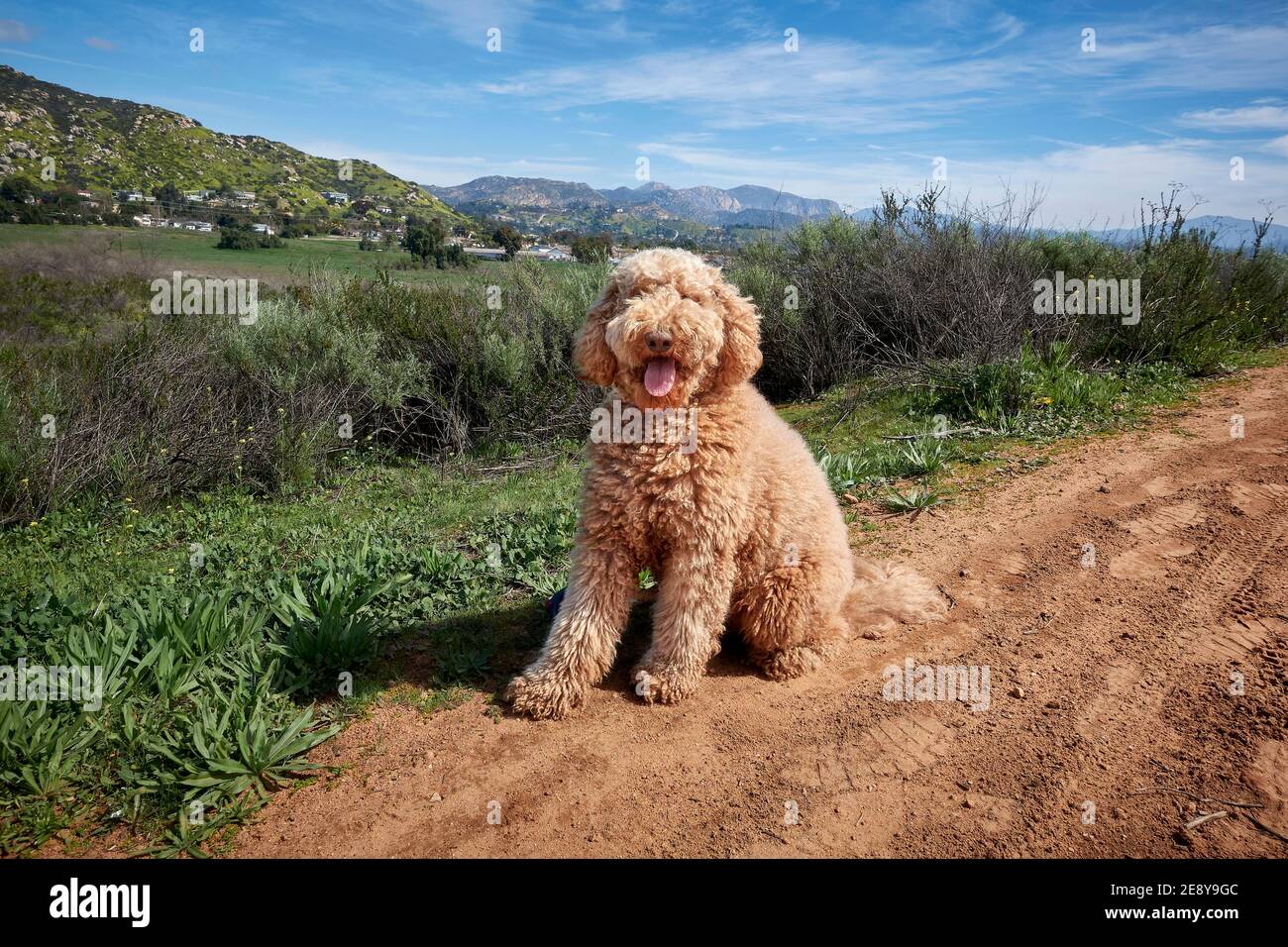 Il cane di Labradoodle soffice seduto su sentiero di montagna sterrato in est San Diego contea con colline erba e cielo blu Foto Stock