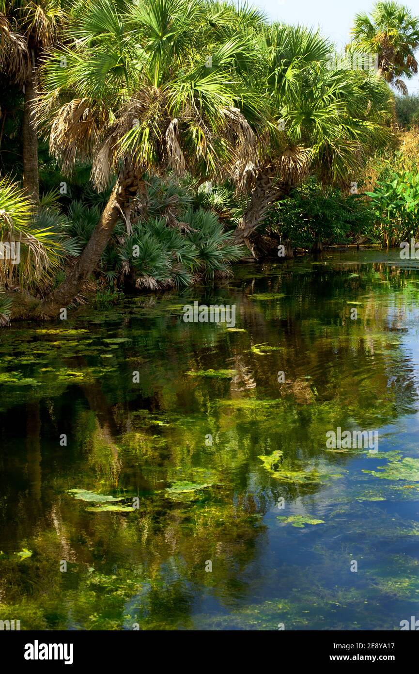 Green Cay Wetlands Florida Foto Stock