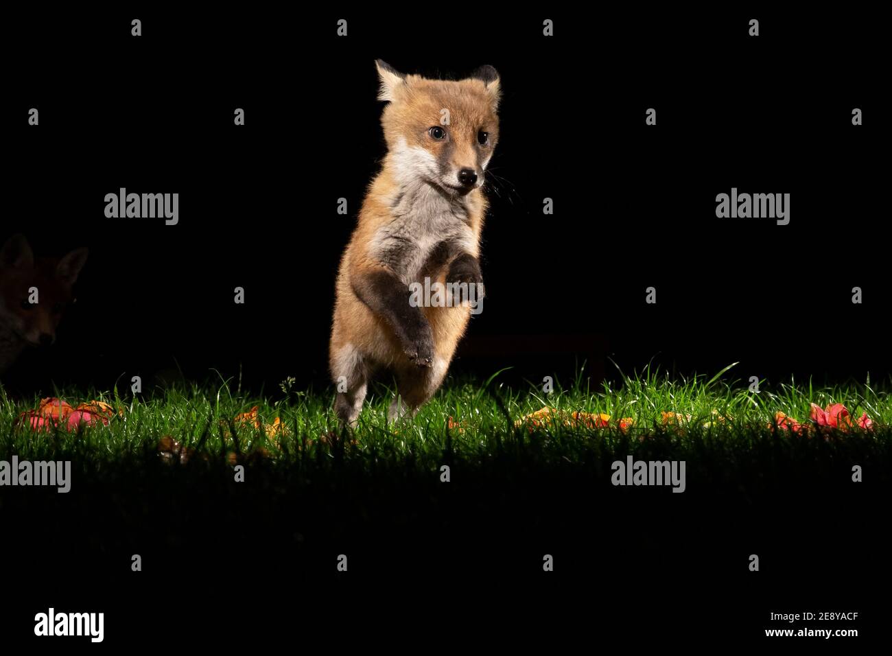 Fox cub giocando in giardino a 4am Foto Stock