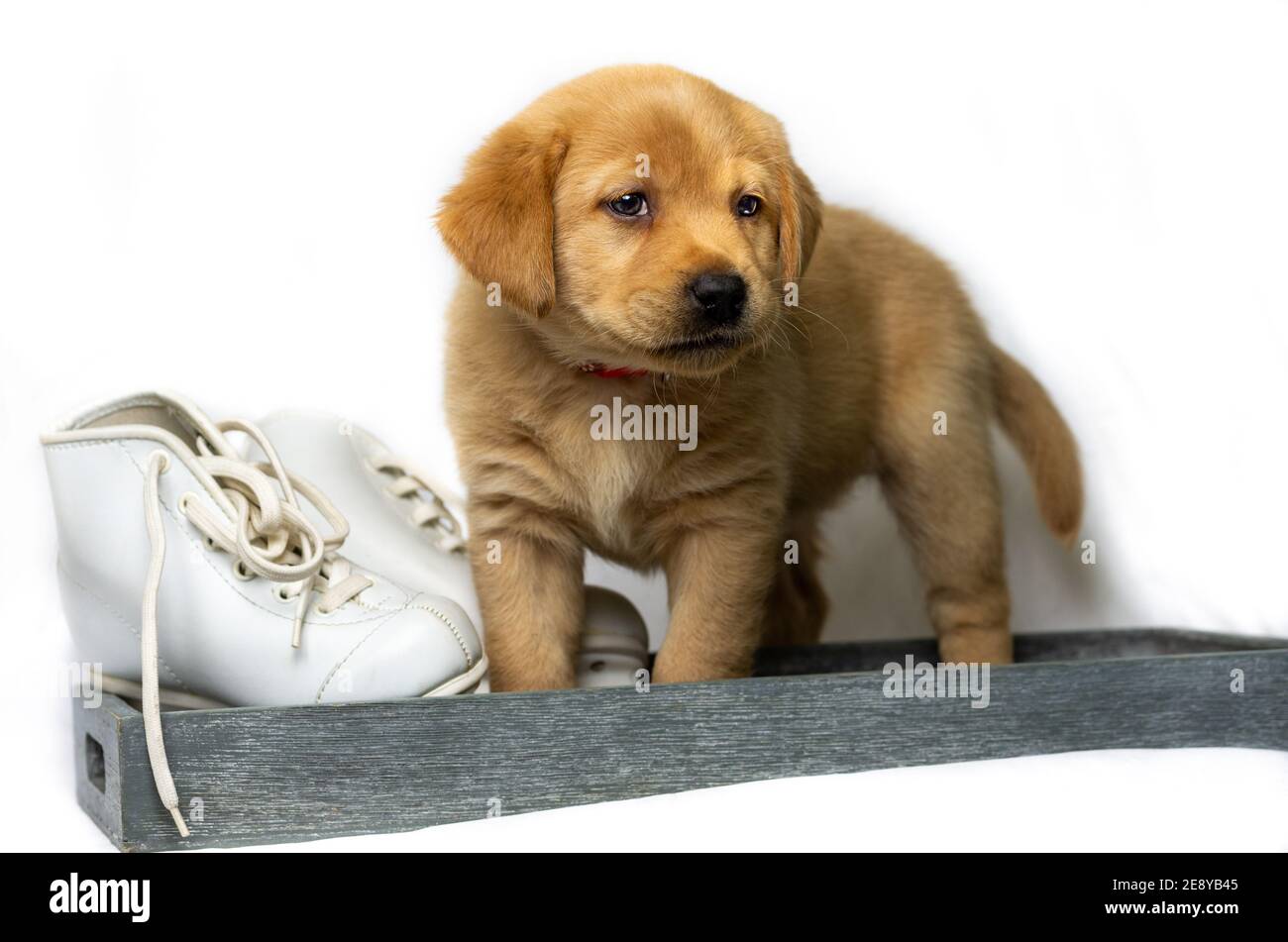 Il cucciolo di Labrador biondo guarda la macchina fotografica e si trova in una scatola decorativa con due pattini bianchi. Sfondo bianco Foto Stock