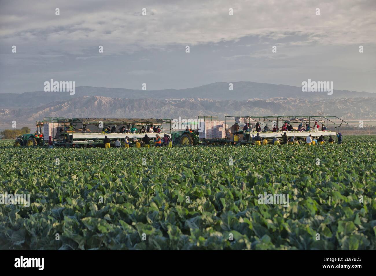 Lavoratori agricoli che raccolgono - imballaggio del cavolfiore organico "Brassica oleracea var. Botrytis", trattore John Deere, primo mattino leggero, California. Foto Stock