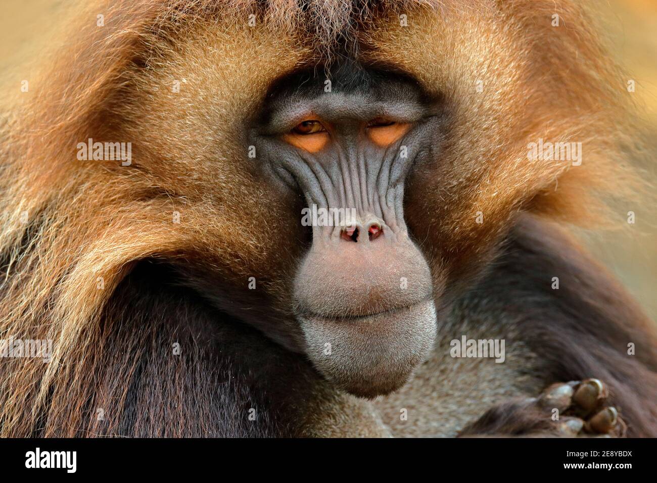 Gelada Baboon, ritratto di scimmia della montagna africana. Montagna Simien con scimmia gelada. Fauna selvatica dall'Africa. Foto Stock