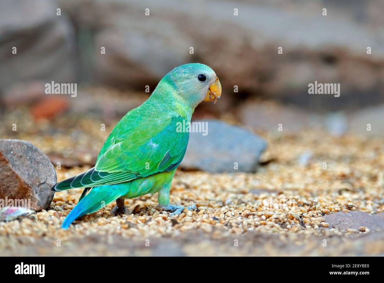 Parakeet di Tovi, Brotogeris jugularis, che alimenta il mais a terra. Pappagallo verde nell'habitat naturale in pietra, Ranthambore NP, India in Asi Foto Stock