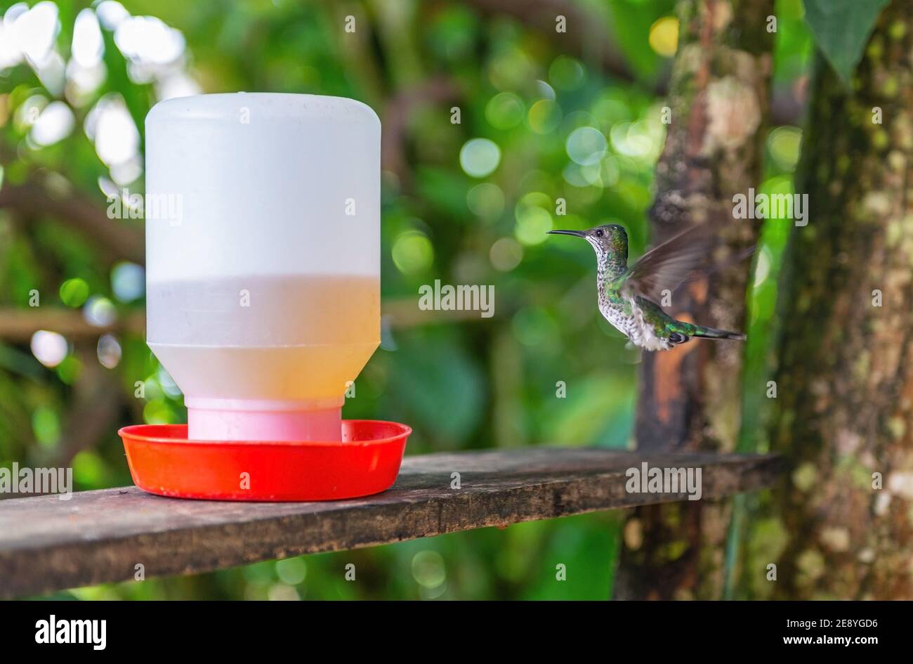 Smeraldo andino (Amazzilia franciae) presso la bevatrice di colibrì, Mindo, Ecuador. Focus su colibrì. Foto Stock