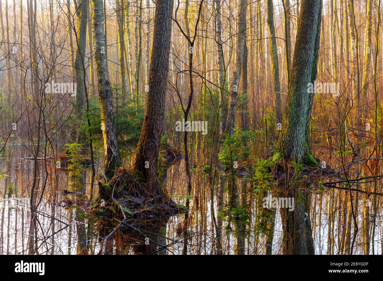 Autunno a Warmia e Mazury, alberi di ontano vicino all'acqua, Polonia Foto Stock