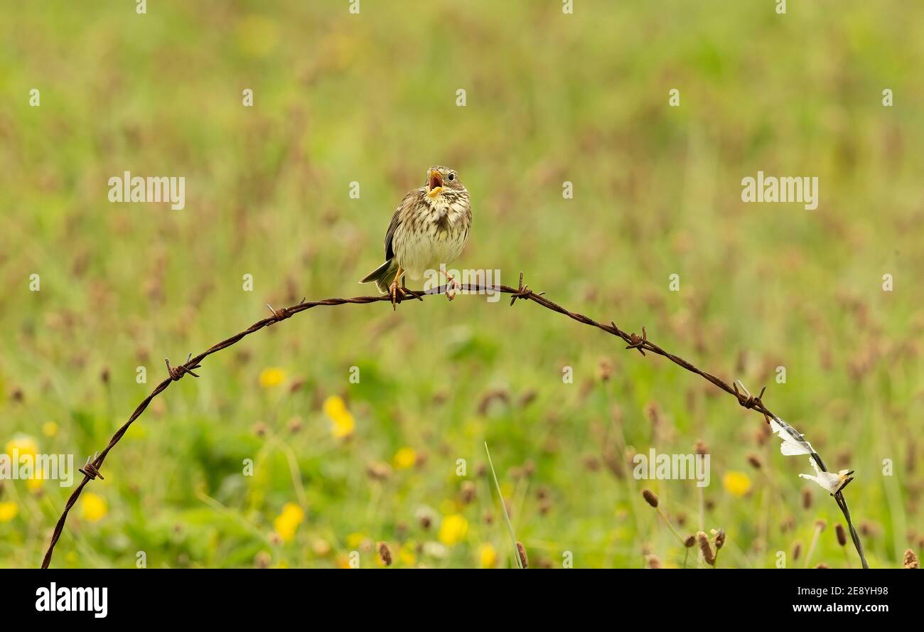 Pungitura del mais Foto Stock