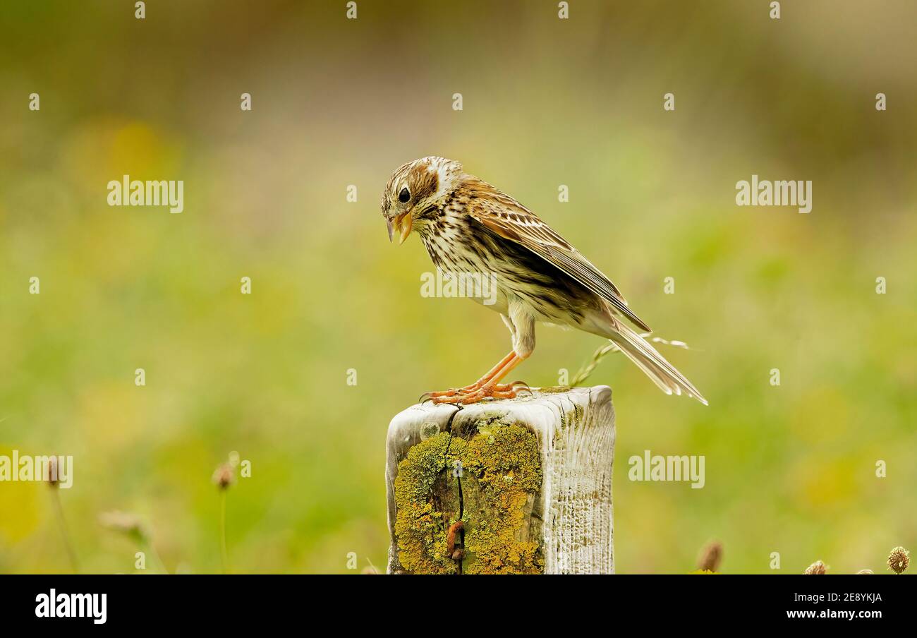 Pungitura del mais Foto Stock