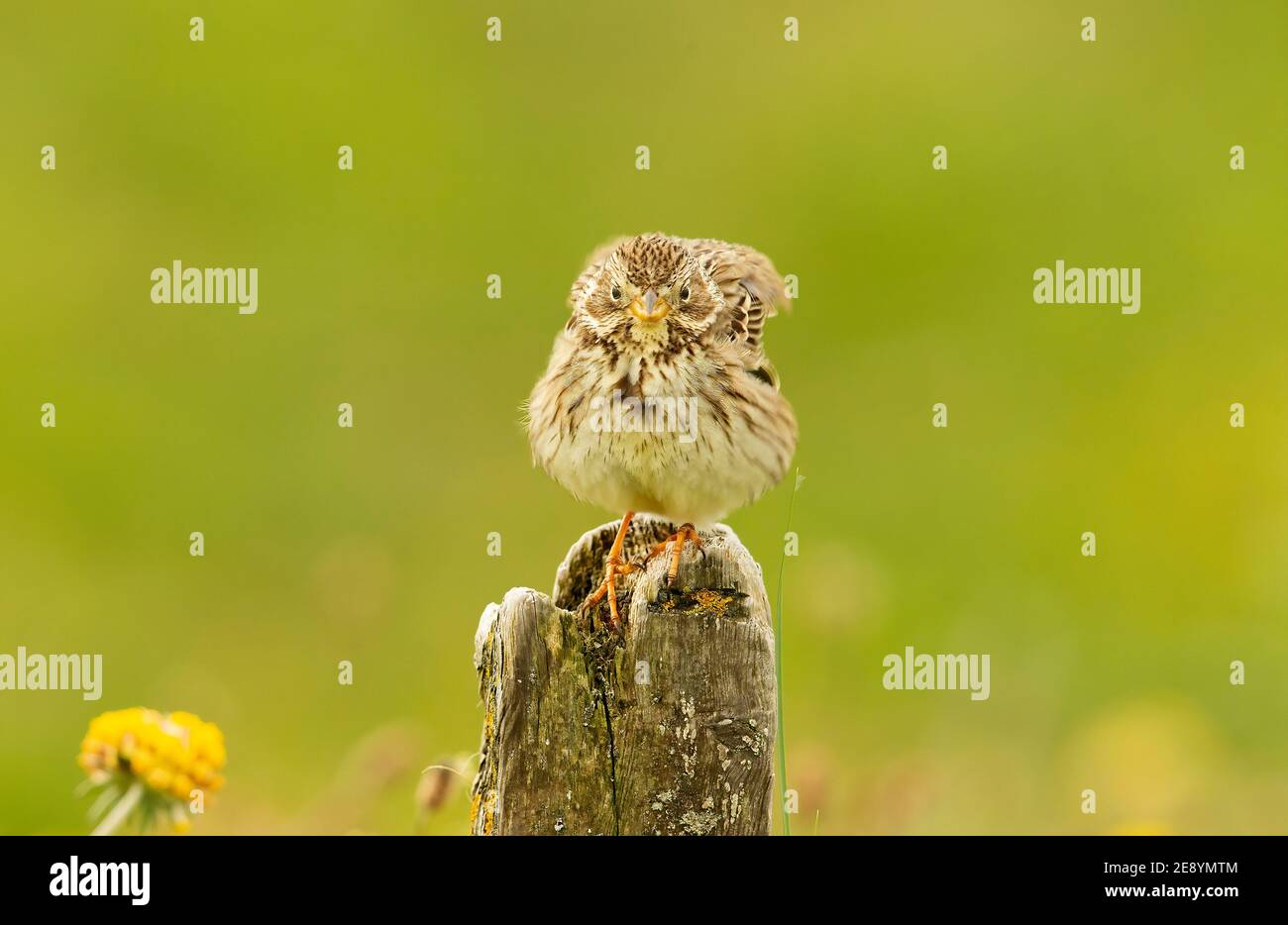 Pungitura del mais Foto Stock