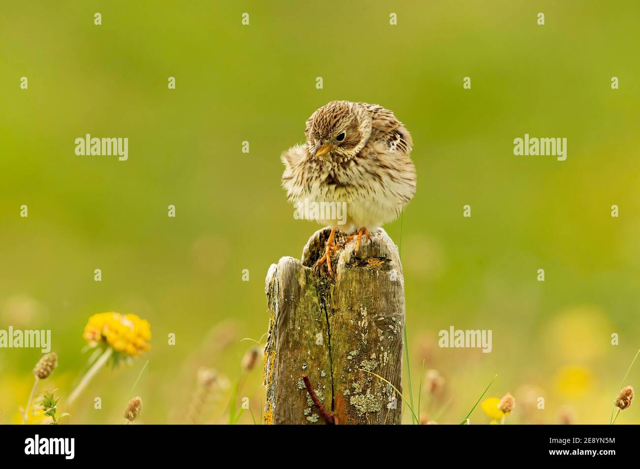 Pungitura del mais Foto Stock