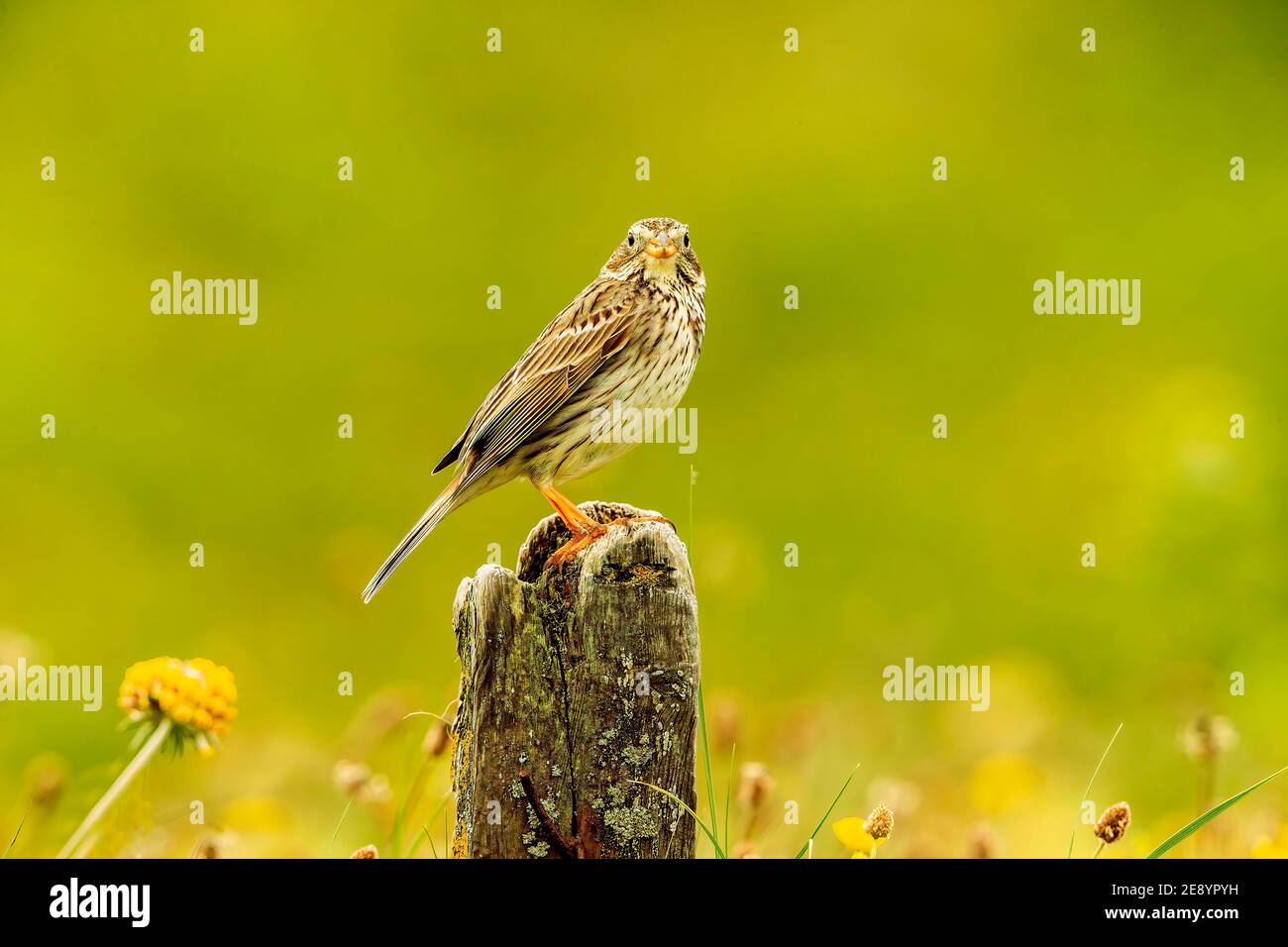 Pungitura del mais Foto Stock