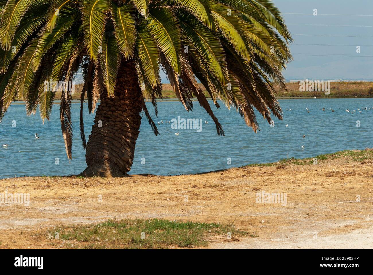 Palma dell'isola delle Canarie, Phoenix canariensis, o, sulle isole Canarie, Palmera canaria. Sulla riva di un lago in California, Stati Uniti. Foto Stock