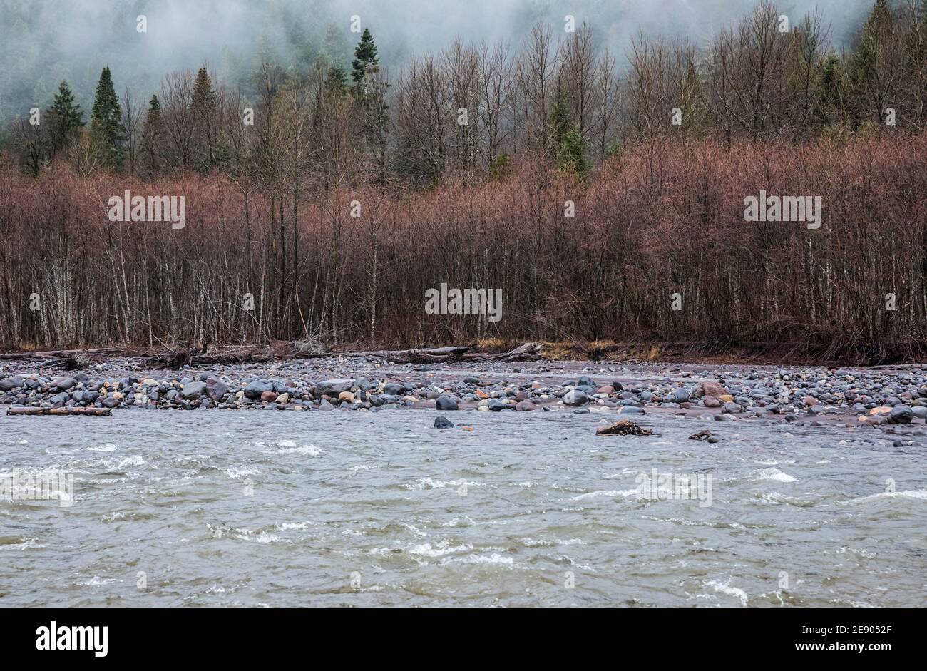 Evergreen Forest e Red Alders lungo il fiume Nisqually, ai margini del Mount Rainier National Park, Washington state, USA. Foto Stock