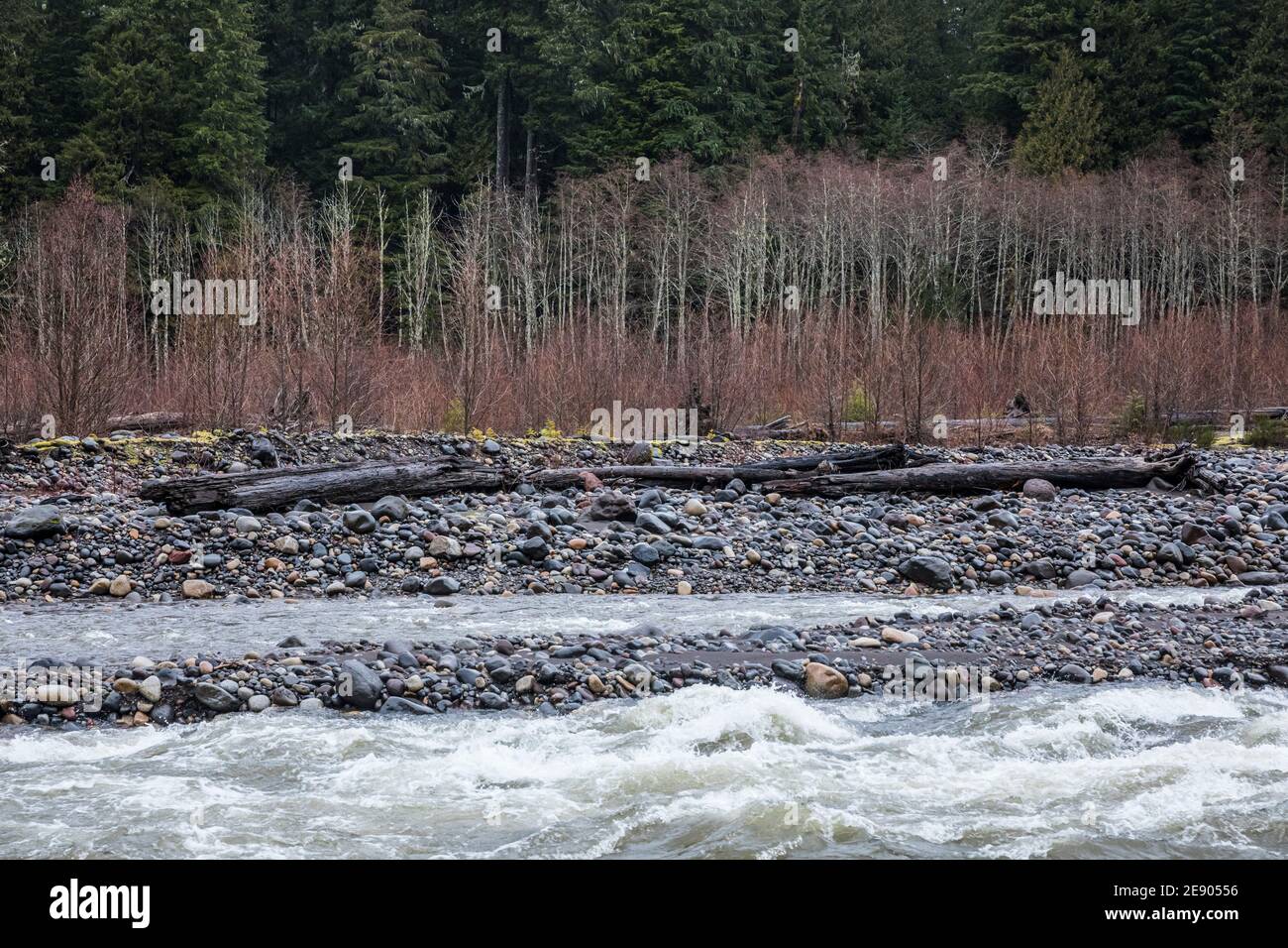 Evergreen Forest e Red Alders lungo il fiume Nisqually, ai margini del Mount Rainier National Park, Washington state, USA. Foto Stock