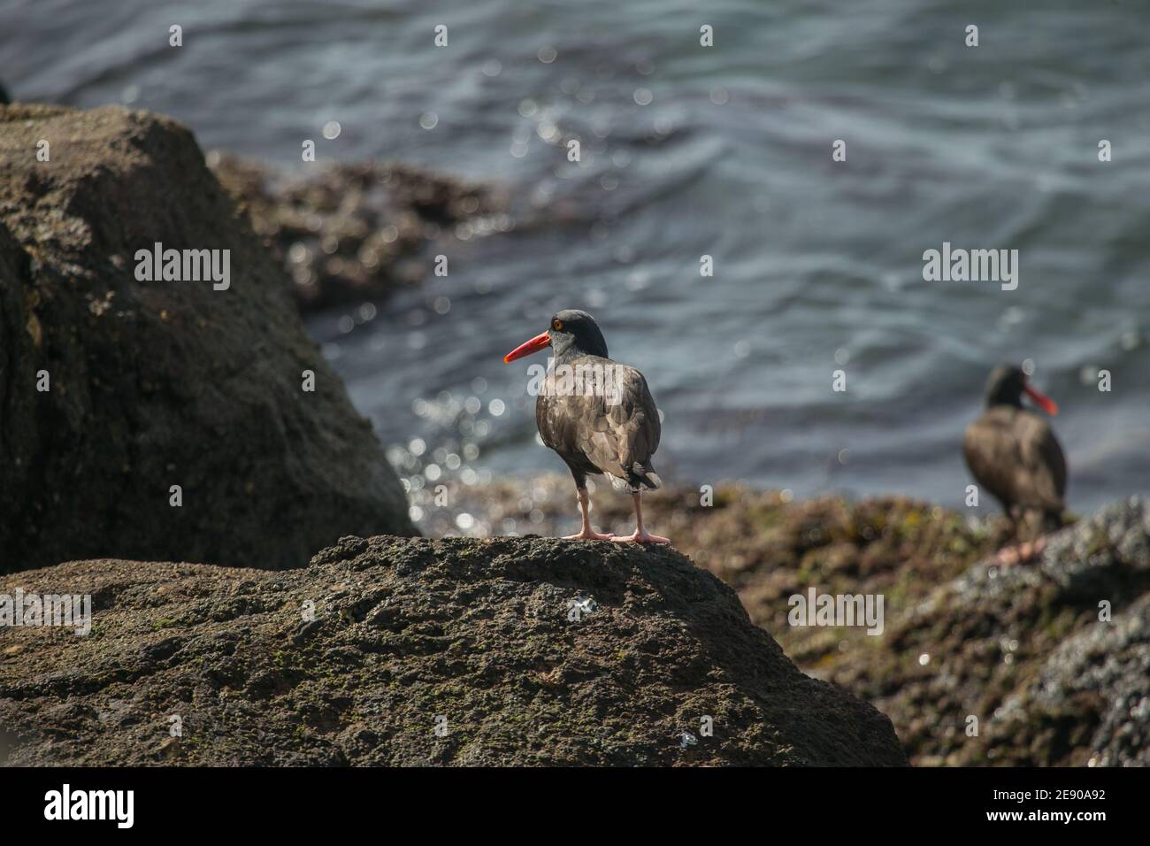 American Black Oystercatchers ( Haematopus bachmani ) visto su un molo costiero di roccia a Long Beach California. STATI UNITI Foto Stock