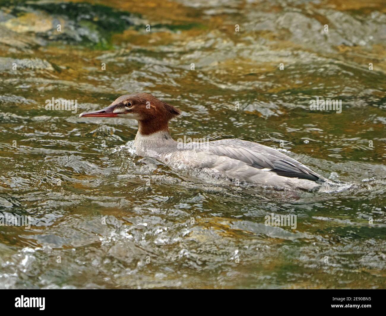 Goosander giovanile o merganser comune (Mergus merganser) un'anatra sawbill che mangia pesci nuotando a monte in un fiume Eden Valley in Cumbria, Inghilterra, Regno Unito Foto Stock