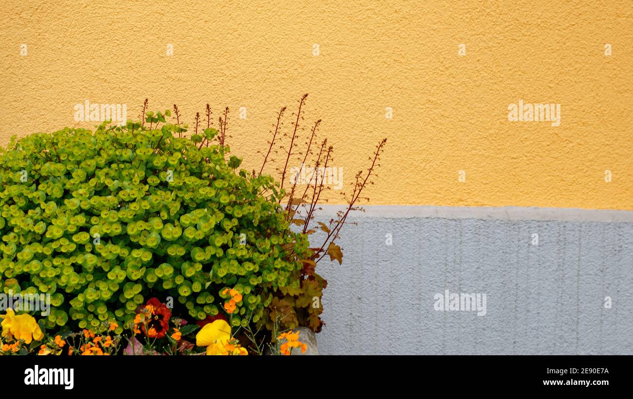 fiori contro la parete gialla con spazio per la copia Foto Stock