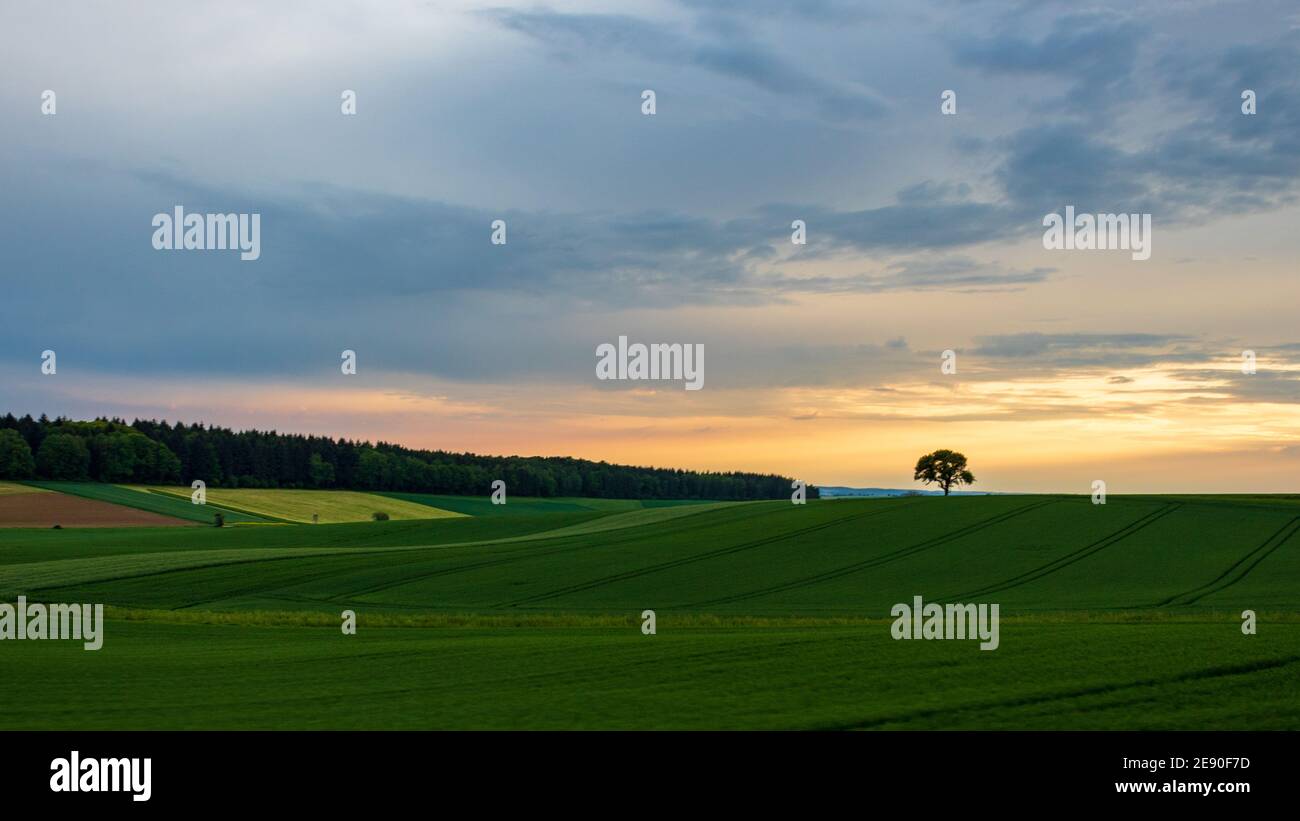 Splendida vista sui prati ricoperti di erba e su un solo albero Catturato a un tramonto mozzafiato in Germania Foto Stock