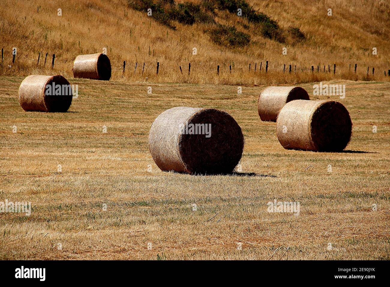 Balle di fieno sparse in tutto il pascolo alla fine dell'estate Nuova Zelanda Foto Stock