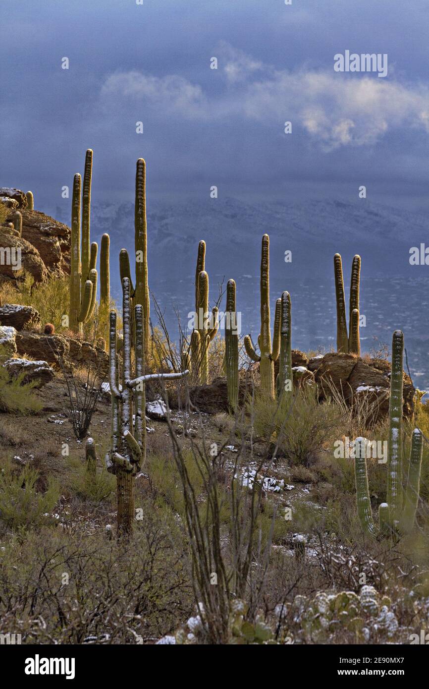 Cielo blu e nuvole sulla città di Tucson dietro maestosa saguaro in freddo invernale gelido sulla cresta del Gates Pass Foto Stock