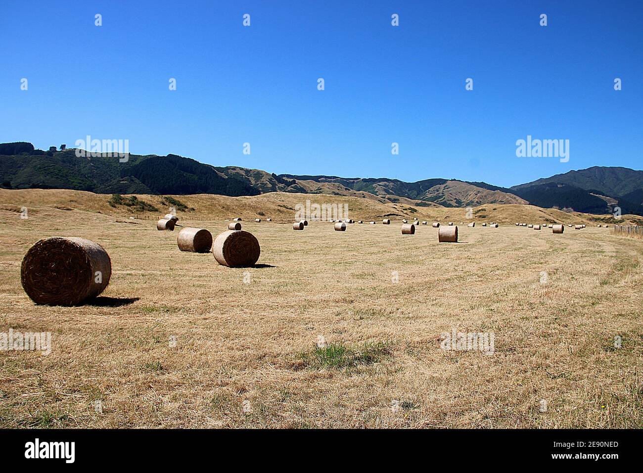 Balle di fieno sparse in tutto il pascolo alla fine dell'estate Nuova Zelanda Foto Stock
