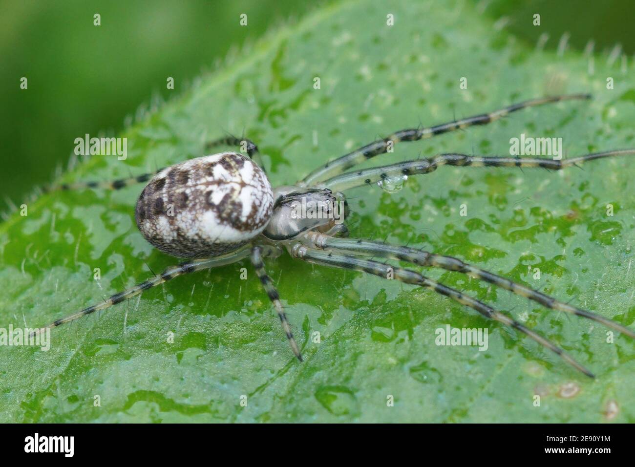 Primo piano di un ragno, Metellina mengei, su una foglia verde Foto Stock